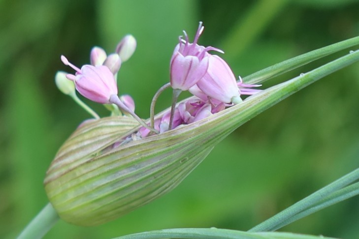 16.07.2023 Allium 3