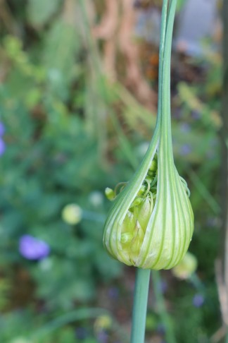 10.07.2023 Allium 4