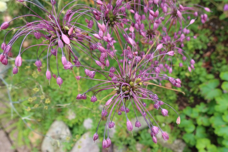 08.08.2021 Allium carinatum