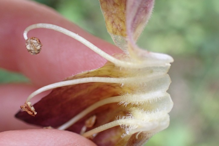 Geöffnete Krone; die weissen Sperrhaare am unteren Abschnitt der sonst kahlen Staubfäden sind gut zu sehen. Kriechenwil (BE), 30.06.2024