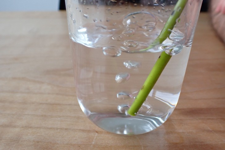 Blätterli-Test (Sturm im Wasserglas oder Whirlpool) mit einem Blattstiel der Weissen Seerose (Nymphaea alba). 01.07.2024