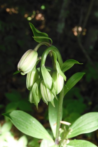 Gleicher Standort, nochmal andere Pflanze: Blütenknospen kahl. Oensingen (SO), 19.05.2022