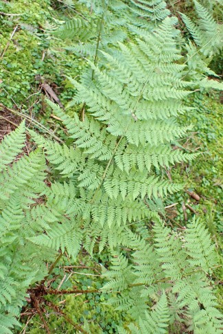 Evtl. Alpen-Wurmfarn (Dryopteris cf. expansa); Blattspreite hellgrün, relativ weich. Hürital (SZ), 13.08.2024