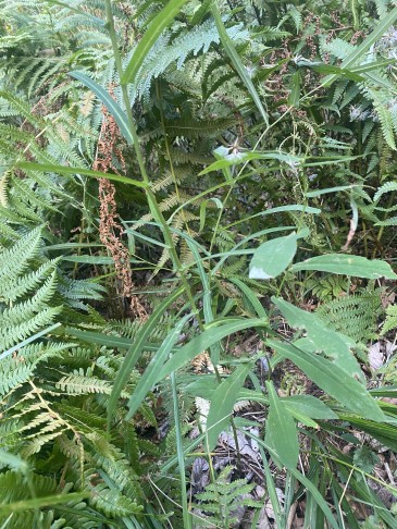Prenanthes purpurea var. angustifolia und var. purpurea wachsen auf hochmontaner Stufe im Verzascatal durcheinander. Ob diese Triebe unterirdisch verbunden sind, wurde nicht überprüft.