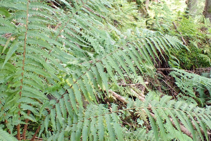 Schuppiger Wurmfarn (Dryopteris affinis aggr.) Pflanze 1: Wedel gut 130 cm lang. Hürital (SZ), 13.08.2024