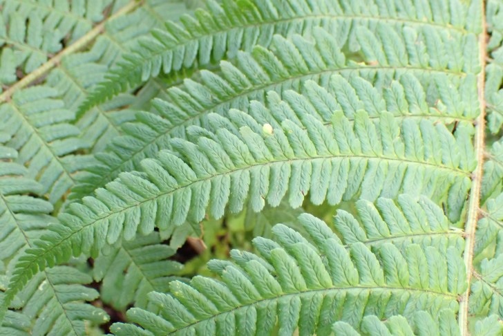 Schuppiger Wurmfarn (Dryopteris affinis aggr.) Pflanze 1 - Fiedern. Hürital (SZ), 13.08.2024