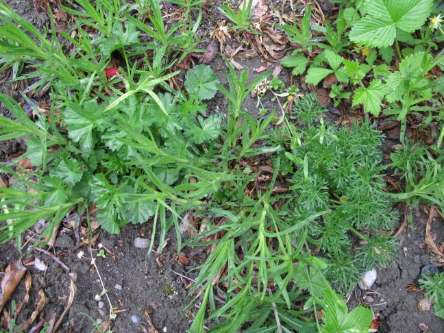 Malva alcea und Malva moschata?