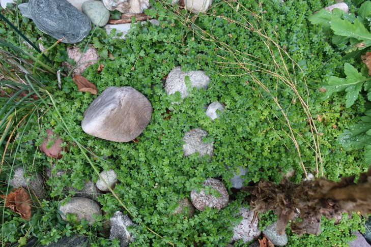 Galium Gesamtsicht