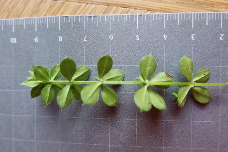 Galium Blattunterseite