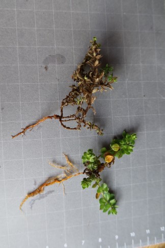 Wurzeln: oben Sherardia, unten Galium