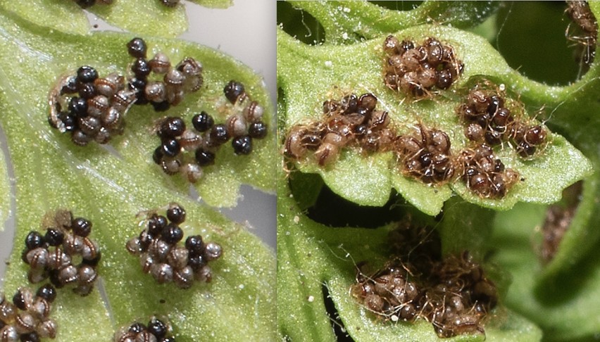 Links: Cystopteris fragilis. Rechts: Woodsia pulchella. Fotos: francoisealsaker 