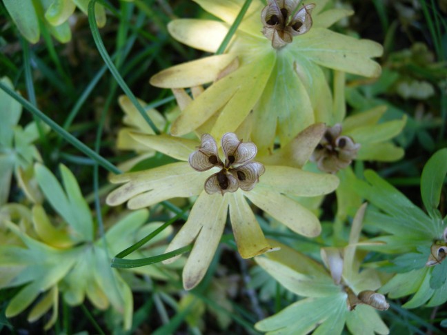 Nach oben geöffnete, reife Früchte des Winterlings (Eranthis hyemalis). Botanischer Garten Bern, 24.5.2010