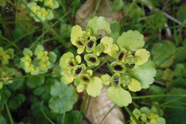 Reife Früchte des Wechselblättrigen Milzkrauts (Chrysosplenium alternifolium). Bremgartenwald (BE), 21.4.2022