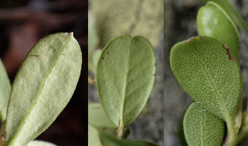 3 x Blattunterseiten, von links nach rechts: Buchsblättrige Kreuzblume (Polygala chamaebuxus), Preiselbeere (Vaccinium vitis-idaea), Immergrüne Bärentraube (Arctostaphylos uva-ursi)