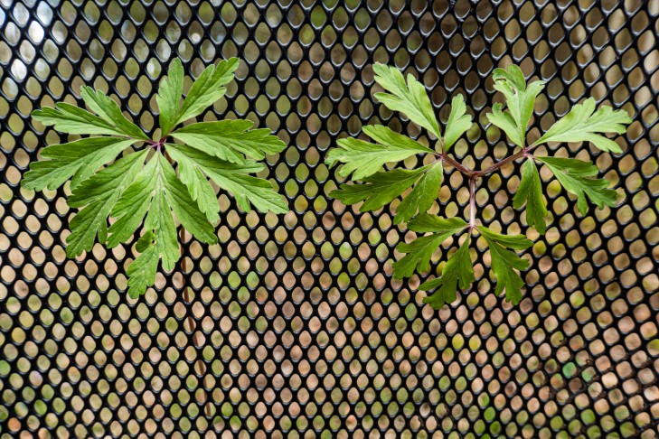 Hochblätter
links a. ranunculoides, rechts a. nemorosa