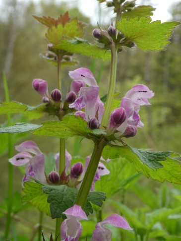 zum Vergleich: Eine der zahlreichen L. maculatum