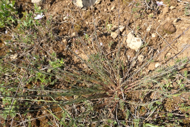 Linum cf. tenuifolium, 26.5.22 VD Nord 550 MüM, ganze Pflanze