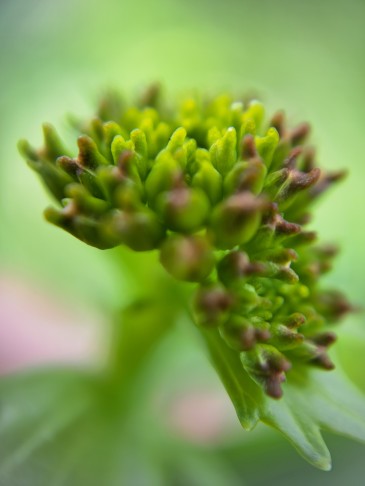 Bei den Knospen lässt sich mit viel Vergrösserung und gutem Willen das eine oder andere Härchen finden, sie wirken aber doch eher kahl.