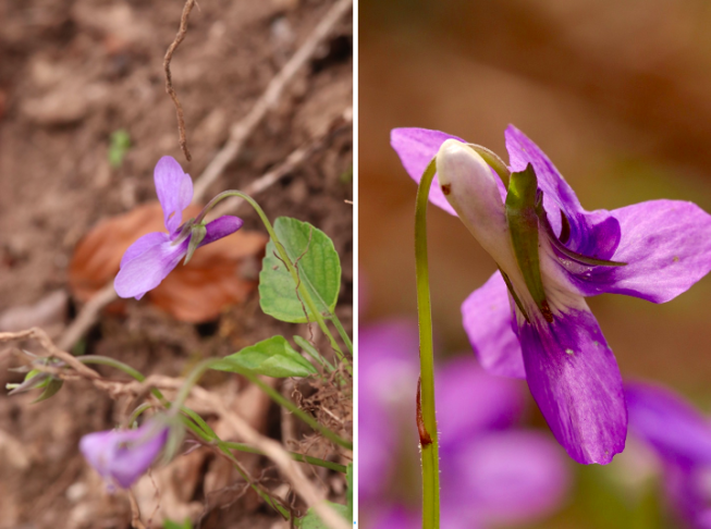 Viola reichenbachiana mit violettem Sporn und kurzem Kelchangehängsel (li.) und V. riviniana mit weissem Sporn und langem, gebuchteten Kelchangehängsel (re.)