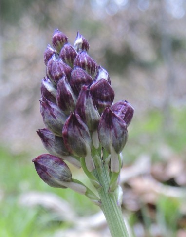 Purpurorchidee (einziges bekanntes Expl. in Sigriswil)