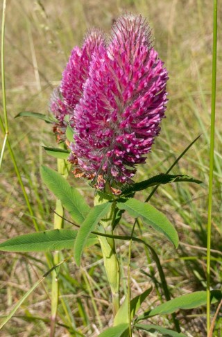 Zerstreut waren auch diese wunderschönen  Exemplare von Trifolium rubens in dem Gebiet, was dem ganzen einen fast festlichen Touch verleihen hat.