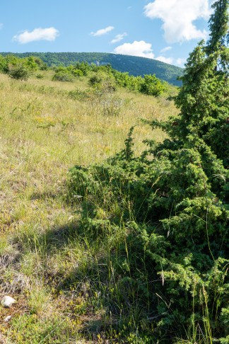 Überblick über das besuchte Habitat mit stattlichem Juniperus communis