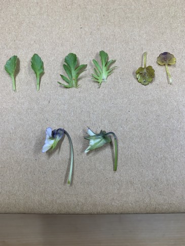 Von oben links im Uhrzeigersinn: obere Stängelblätter, Nebenblätter oben, grundständige Blätter, Blütenköpfe, Blätter etwa 16 - 18 mm lang mit Stiel