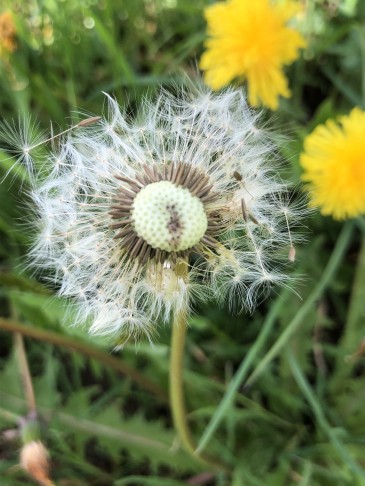 „Täufelchen“ mit …unzählig vielen Kindern