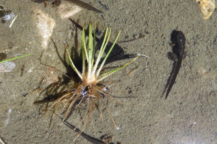 Isoëtes lacustris, im Uferbereich angeschwemmte Pflanze (Binntal, VS).