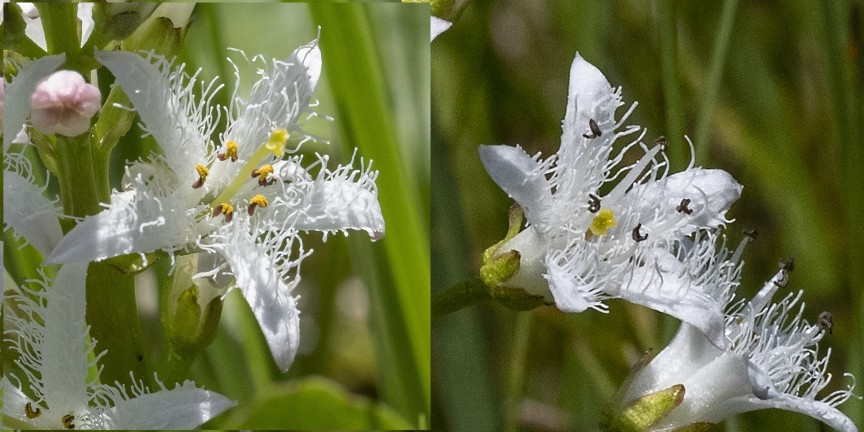 Langgrifflige (links) und kurzgrifflige (rechts) Blüten des Fieberklees (Menyanthes trifoliata). Fotos: Kandersteg (BE), 2.6.2023; francoisealsaker