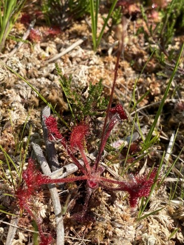 Spreite kreisrund, Stiel behaart: Drosera rotundifolia (Rundblättriger Sonnentau)