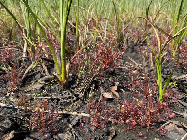 Blütentriebe bogig aufsteigend, Spreite keilförmig-verkehrteiförmig, nackter temporär überschwemmter Torfschlammboden: Drosera intermedia (Mittlerer Sonnentau)