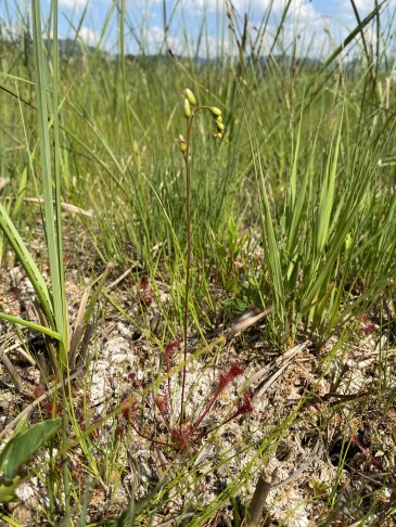 Blütentriebe aufrecht, Spreite keilförmig-verkehrteiförmig, Stiel stets behaart, ähnlich wie Drosera intermedia, aber grösser: D. x obovsta (D. anglica x rotundifolia; Mittlerer Sonnentau)