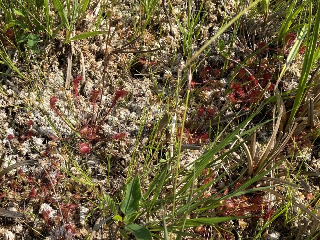 Drosera x obovata und D. rotundifolia.