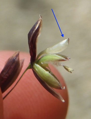 Einblütiges Perlgras (Melica uniflora): Geöffnetes Ährchen mit einem weissen, kolbenförmigen Elaiosom. Pieterlen (BE), 26.4.2021