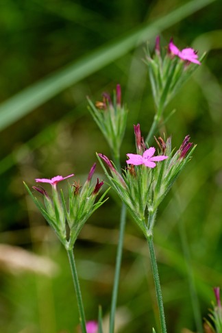 Blüte