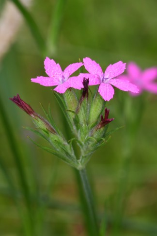 Blüte