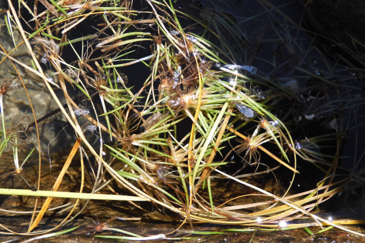 Isoëtes lacustris, im Uferbereich angeschwemmte Pflanzen (Binntal, VS).