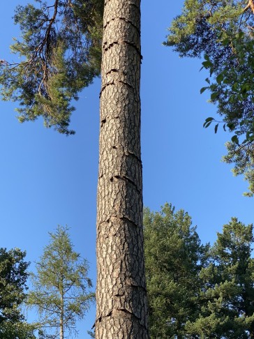 Kragenkiefer