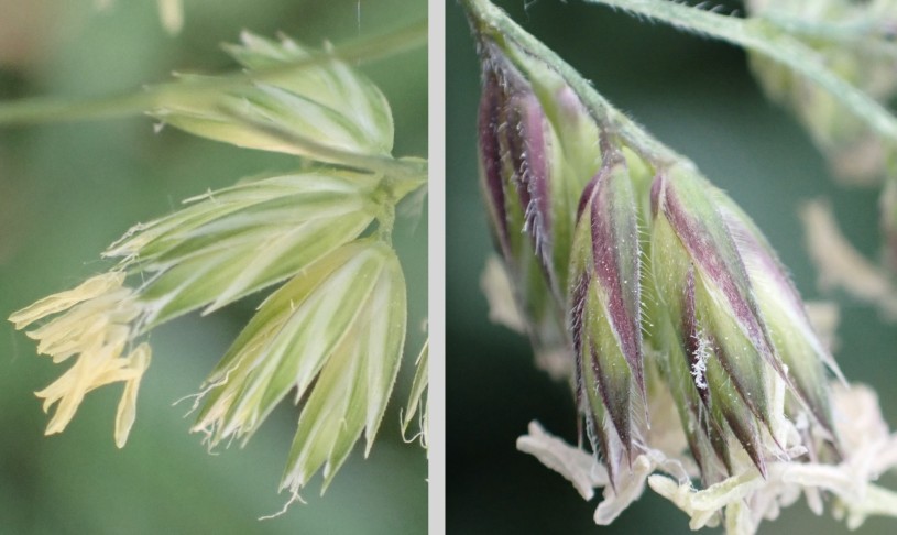 Links Aschersons Knäuelgras (Dactylis polygama); rechts Wiesen-Knäuelgras (Dactylis glomerata). 