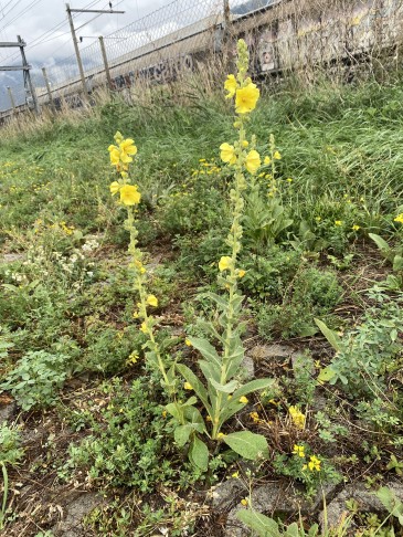 Plante entière, hauteur ca. 60  - 70 cm.