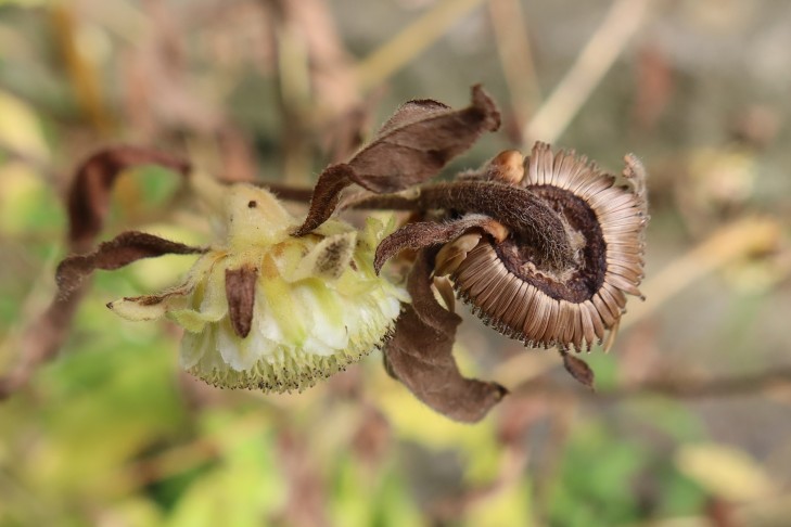 Foto 11: links Blüte mit noch vorhandenen Röhrenblüten, rechts Samenstand, Röhrenblüten und Hüllblätter spontan abgestossen, 31.08.2023