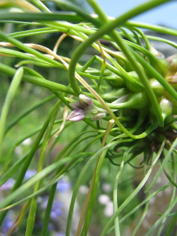 02.07.2019 die Pflanze entwickelte zusätzlich wenige Blüten