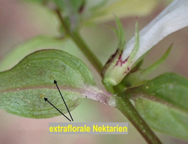 Wiesen-Wachtelweizen (Melampyrum pratense); Tragblatt mit zwei unscheinbaren extrafloralen Nektarien. Zeneggen (VS), 6.7.2023