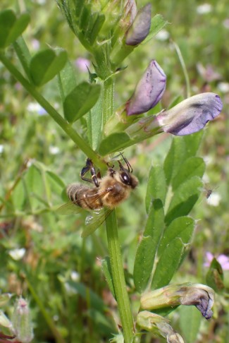 Eine Biene nascht Nektar an einem extrafloralen Nektarium der Futter-Wicke (Vicia sativa). Visp (VS), 5.5.2023