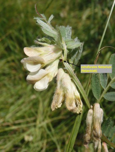 Ungarische Wicke (Vicia pannonica); Acherabiela (VS), 4.6.2022