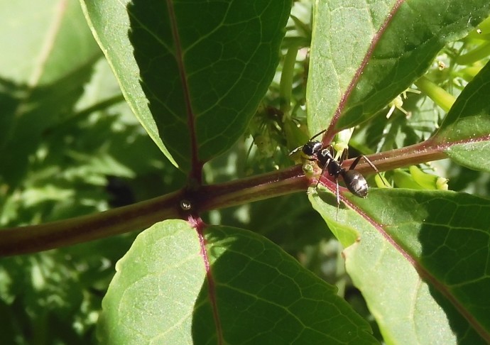 Roter Holunder (Sambucus racemosa); Ferden (VS), 2.7.2021
