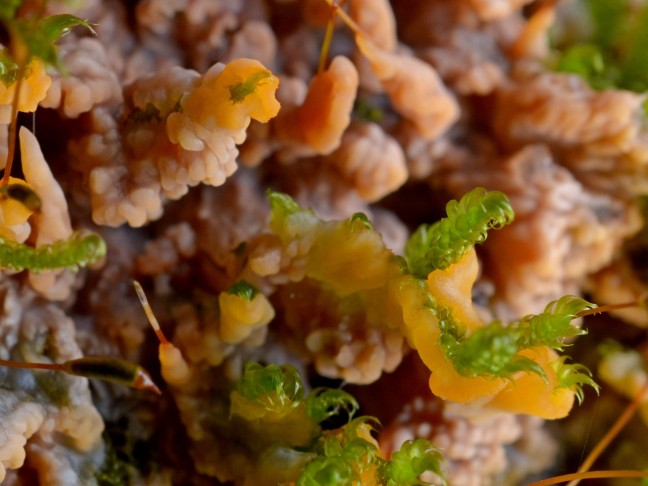 28.12.2023 (Bilddiagonale ca. 2 cm)