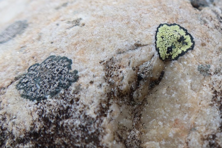 24.01.2024 Rhizocarpon geographicum