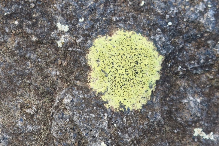 27.01.2024 Rhizocarpon geographicum